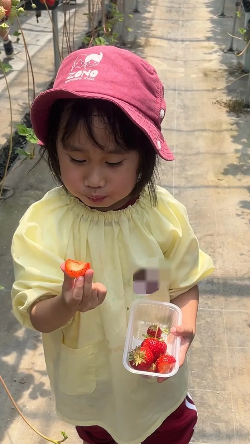 K2のstrawberry pickingの様子です。