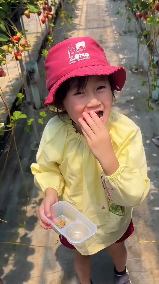 K3,K1のstrawberry pickingの様子です🍓